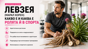 Левзея (марал корен) – адаптогенно растение за сила, възстановяване и спортно представяне