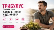 Трибулус (бабини зъби) – ползи, действие и дозировка за мъже